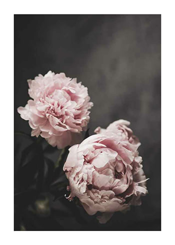 Plagát Pink peonies No2