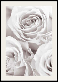 Gros plan de trois roses lumineuses dans des tons beige-blanc doux-2