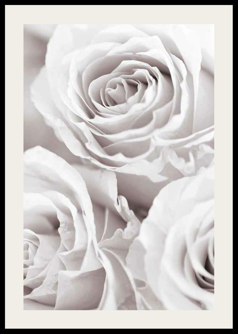 Gros plan de trois roses lumineuses dans des tons beige-blanc doux-12