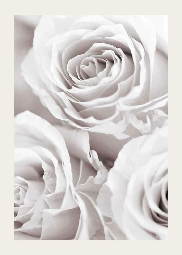 Close-up of three bright roses in soft beige-white tones-12