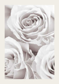 Gros plan de trois roses lumineuses dans des tons beige-blanc doux-3