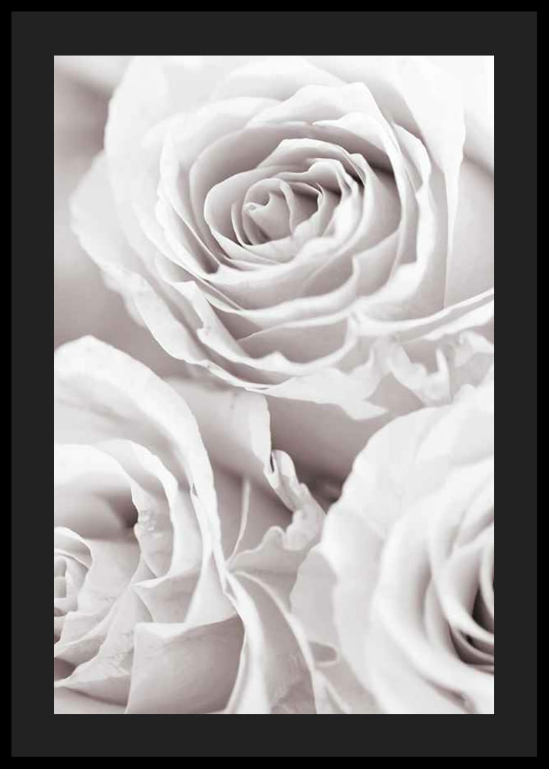 Gros plan de trois roses lumineuses dans des tons beige-blanc doux-12