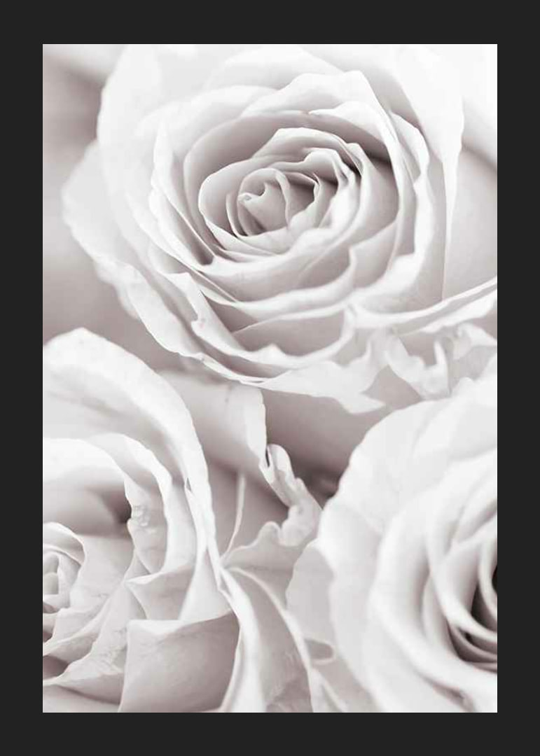 Close-up of three bright roses in soft beige-white tones-12