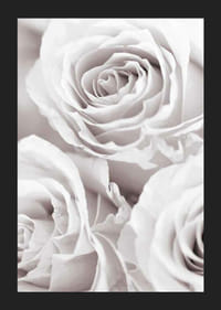 Gros plan de trois roses lumineuses dans des tons beige-blanc doux-5