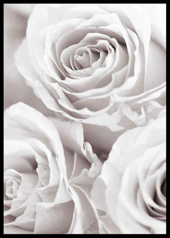 Close-up of three bright roses in soft beige-white tones-12