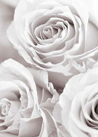 Close-up of three bright roses in soft beige-white tones-7