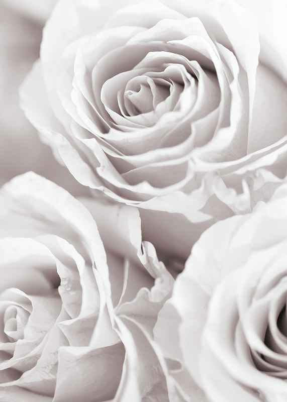 Close-up of three bright roses in soft beige-white tones-12