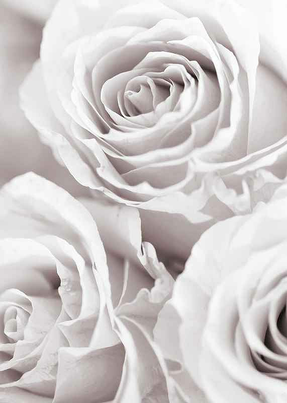 Bright Pink Roses No1-12