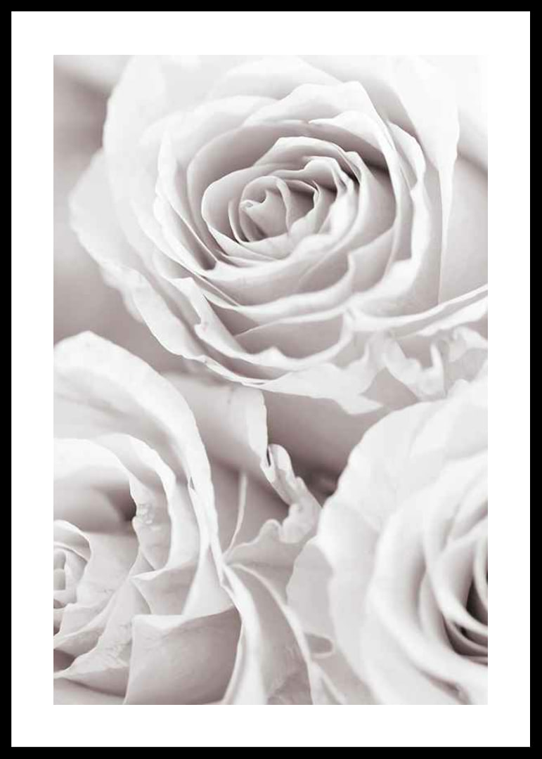 Close-up of three bright roses in soft beige-white tones-12