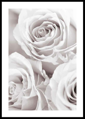 Poster Bright Pink Roses No1