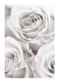 Close-up of three bright roses in soft beige-white tones-1