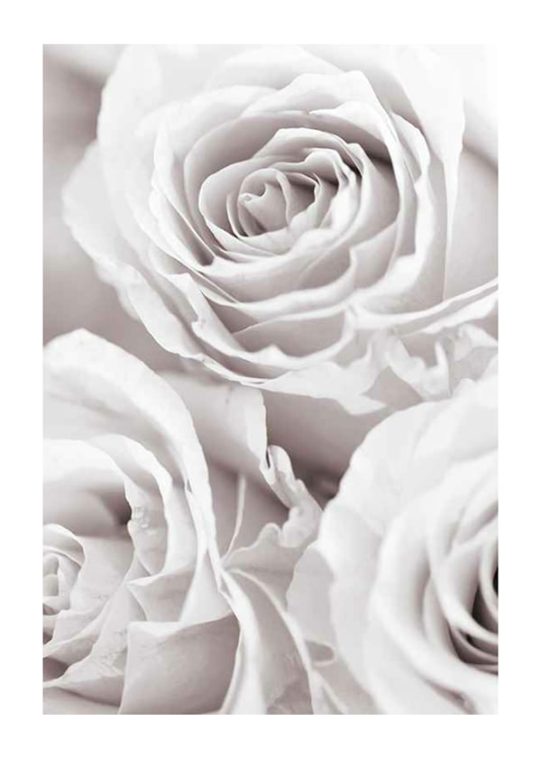 Plakāts Bright Pink Roses No1