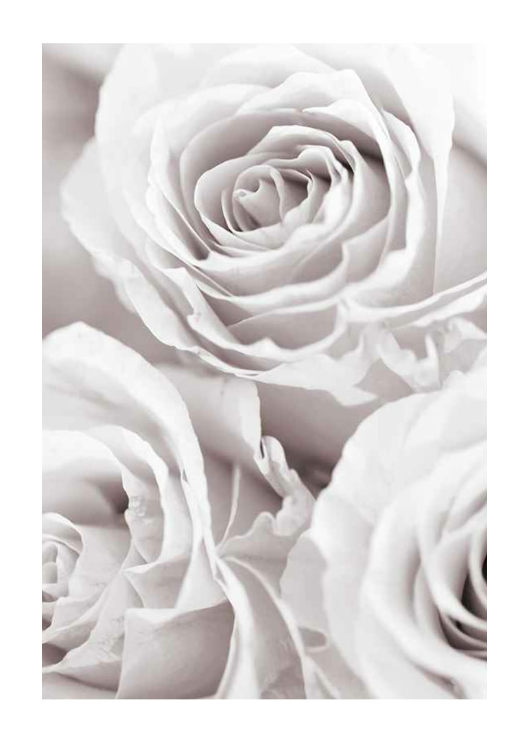 Close-up of three bright roses in soft beige-white tones-12