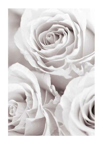 Poster Bright Pink Roses No1