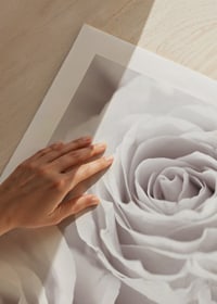 Close-up of three bright roses in soft beige-white tones-9