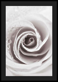Närbild av ljusrosa ros med daggdroppar, fotografisk stil-4