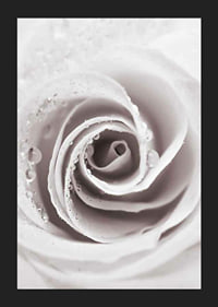 Närbild av ljusrosa ros med daggdroppar, fotografisk stil-5