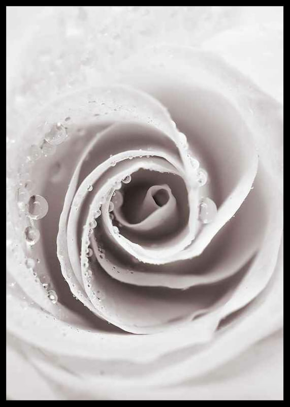 Bright Pink Rose No1-12