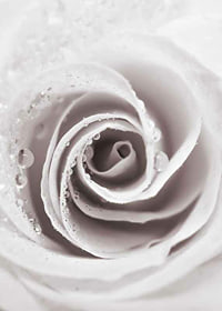 Närbild av ljusrosa ros med daggdroppar, fotografisk stil-7