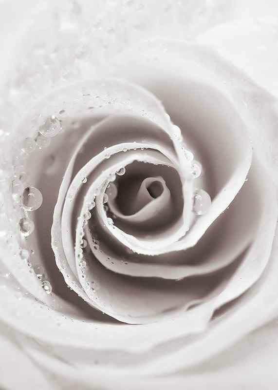 Bright Pink Rose No1-12