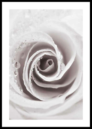 Poster Bright Pink Rose No1