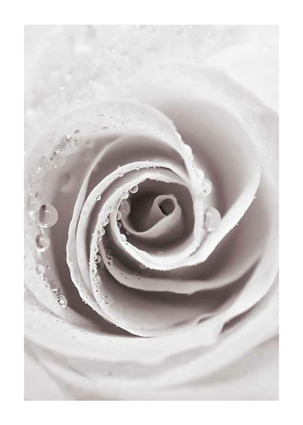 Plakāts Bright Pink Rose No1