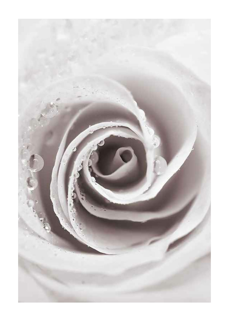 Närbild av ljusrosa ros med daggdroppar, fotografisk stil-12