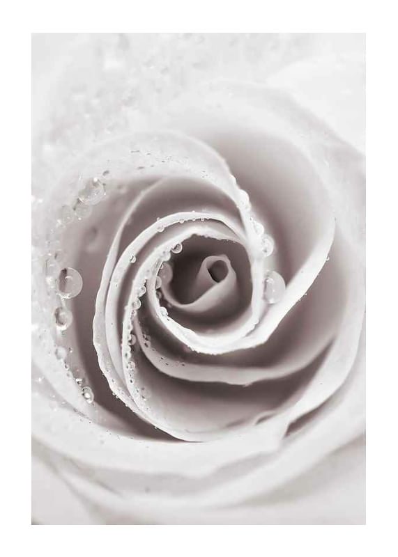 Bright Pink Rose No1-12