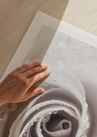 Närbild av ljusrosa ros med daggdroppar, fotografisk stil-9