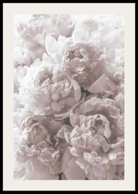 Gros plan de pivoines rose clair dans une lumière douce et diffuse-2