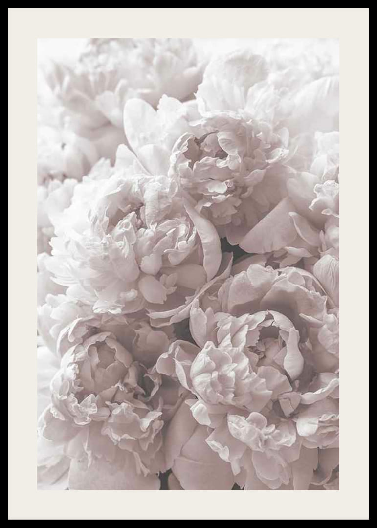 Gros plan de pivoines rose clair dans une lumière douce et diffuse-12