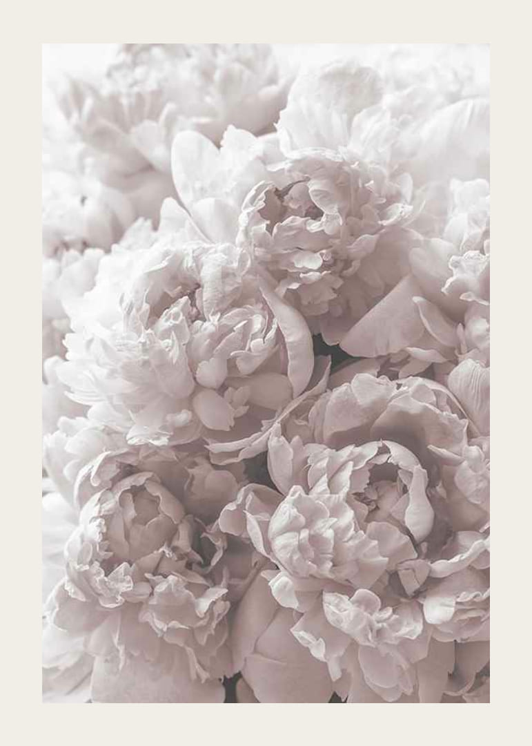 Gros plan de pivoines rose clair dans une lumière douce et diffuse-12