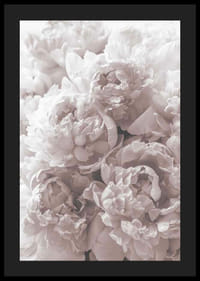 Gros plan de pivoines rose clair dans une lumière douce et diffuse-4