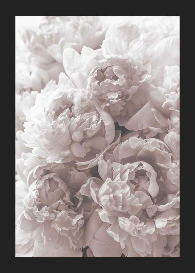 Gros plan de pivoines rose clair dans une lumière douce et diffuse-12