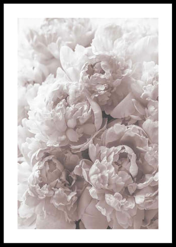 Poster Bright Pink Roses No2