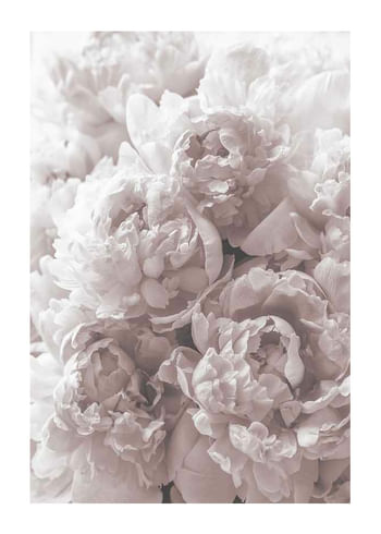 Poster Bright Pink Roses No2