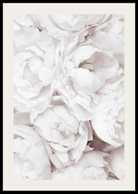 Primo piano di peonie rosa brillante con petali morbidi-2