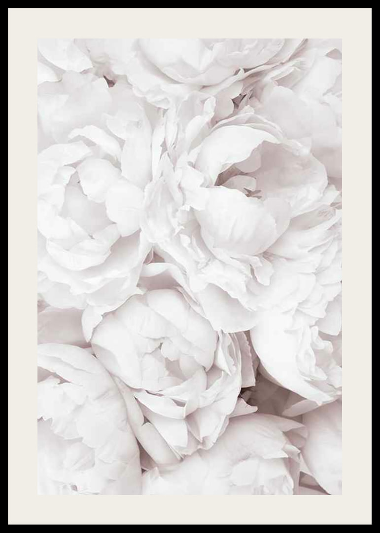 Primo piano di peonie rosa brillante con petali morbidi-12
