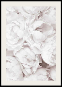 Närbild av ljusa rosa pioner med mjuka blomblad-2