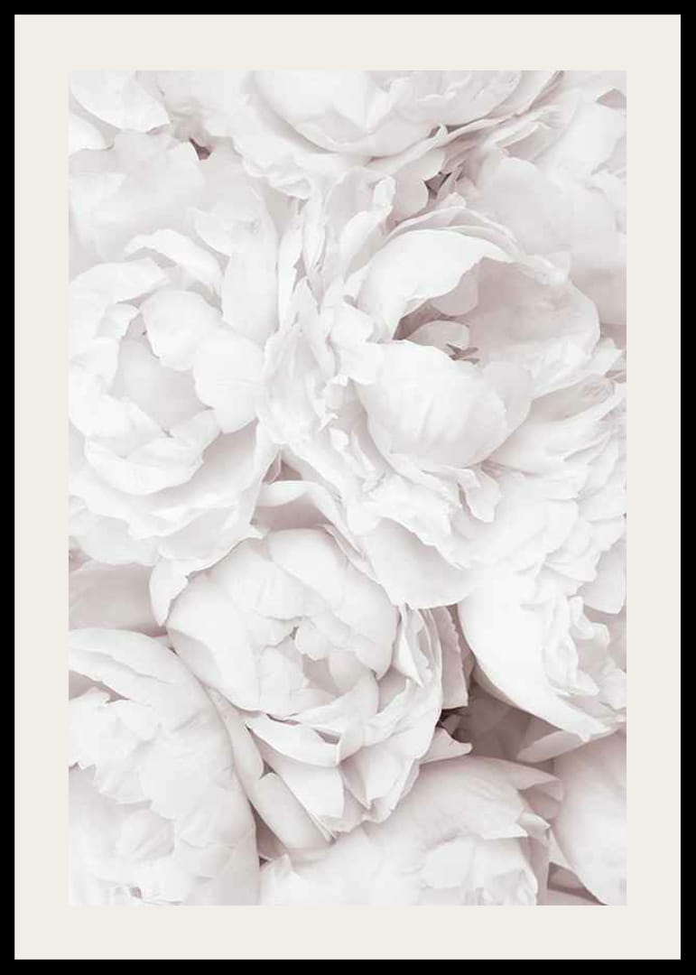 Närbild av ljusa rosa pioner med mjuka blomblad-12