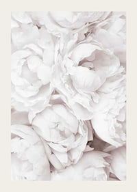 Primo piano di peonie rosa brillante con petali morbidi-3