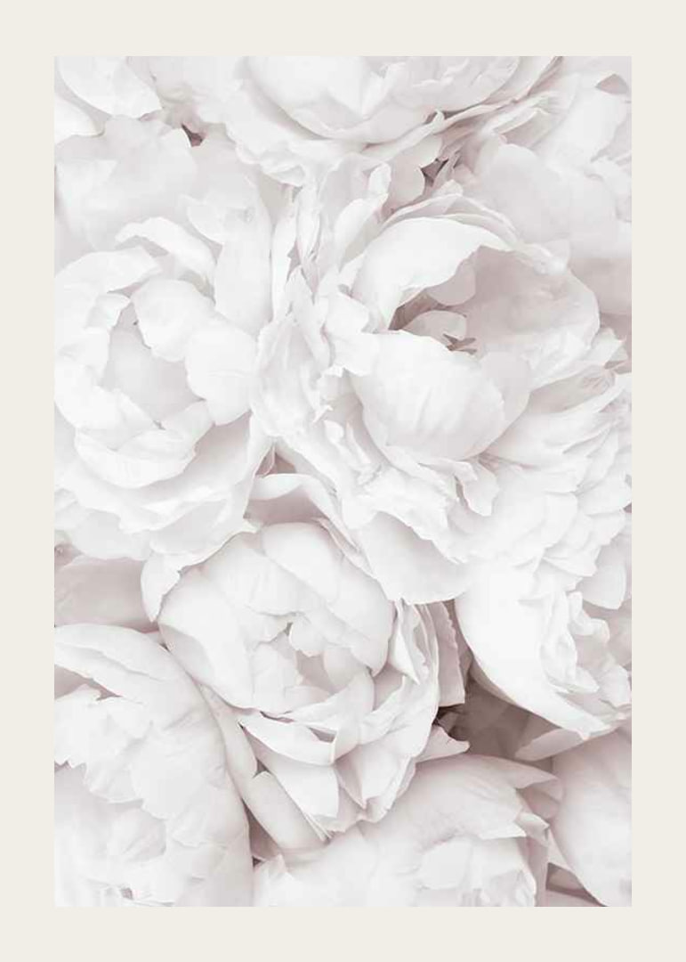 Primo piano di peonie rosa brillante con petali morbidi-12
