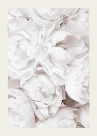 Närbild av ljusa rosa pioner med mjuka blomblad-3