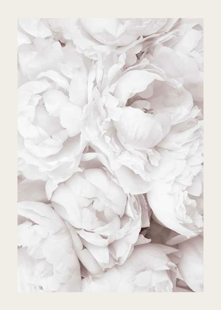 Närbild av ljusa rosa pioner med mjuka blomblad-12