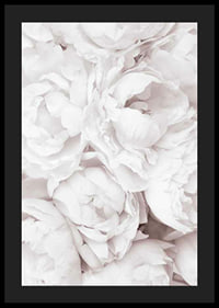 Primo piano di peonie rosa brillante con petali morbidi-4