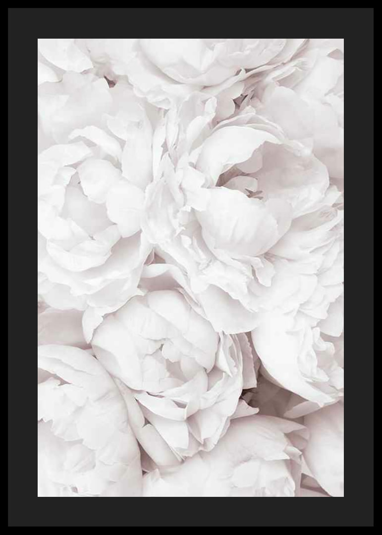 Primo piano di peonie rosa brillante con petali morbidi-12