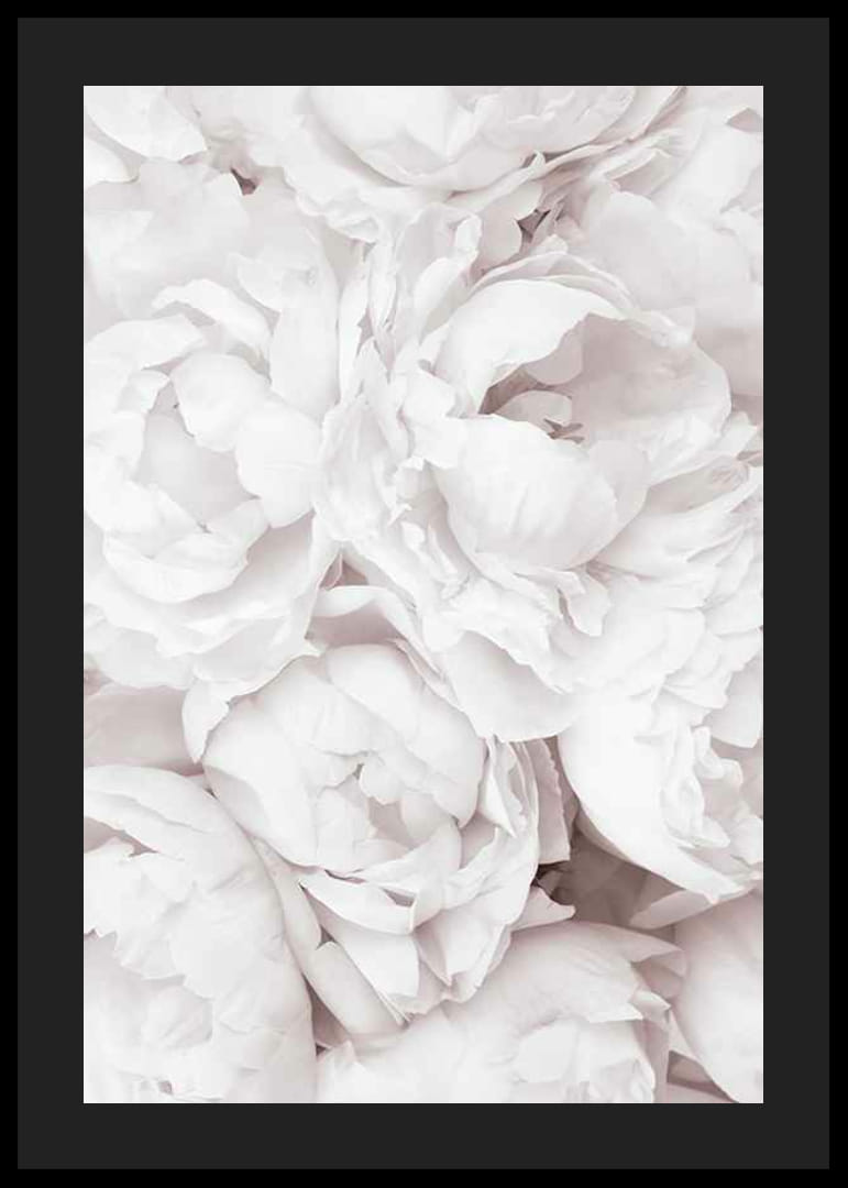 Närbild av ljusa rosa pioner med mjuka blomblad-12