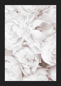 Primo piano di peonie rosa brillante con petali morbidi-5
