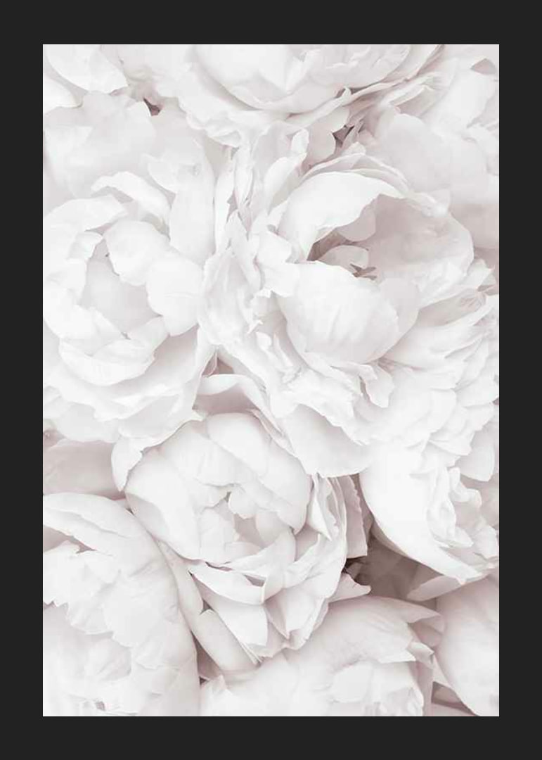 Primo piano di peonie rosa brillante con petali morbidi-12