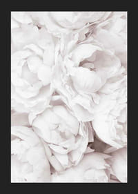 Närbild av ljusa rosa pioner med mjuka blomblad-5